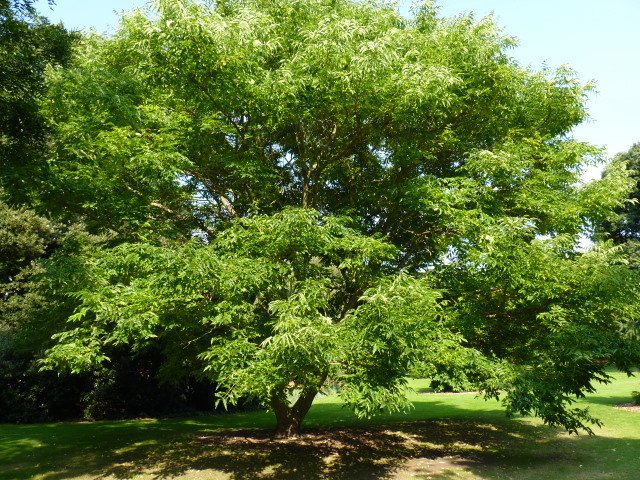 Phellodendron amurense